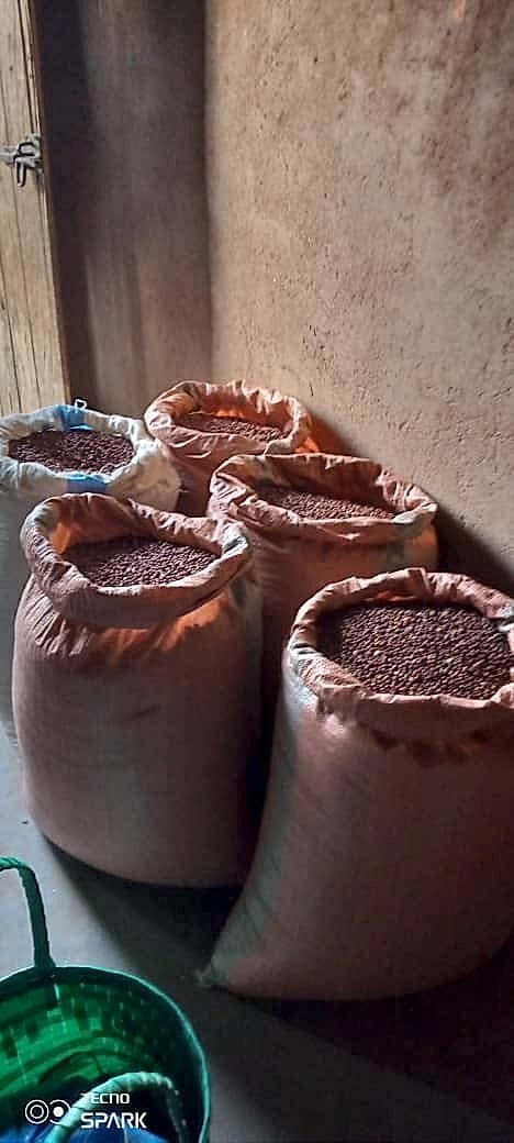 Several large burlap sacks filled with small red-brown beans or legumes are stor