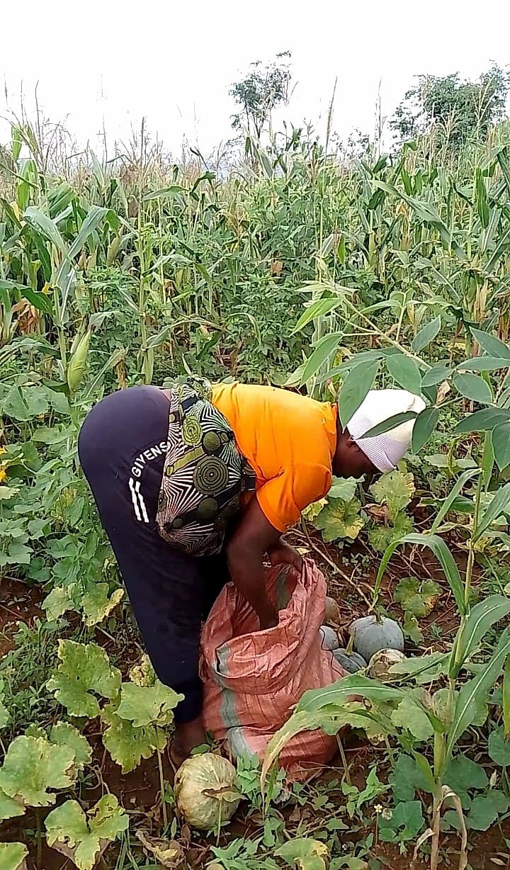 Pulling pumpkins from the mixed-crop beds alongside the maize