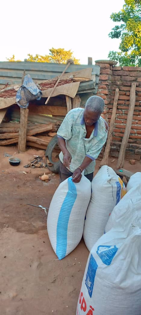 Sowing bags of maize harvested.